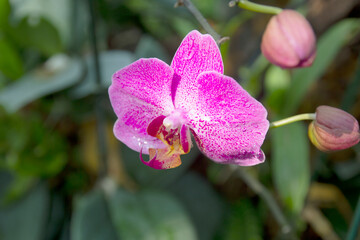 Beautiful orchids in the natural garden
