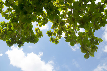 a branch of a green tree on a blue sky