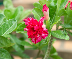 Beautiful Adenium Obesum flower in the natural garden