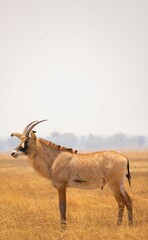 Naklejka na ściany i meble Majestic roan antelope stands tall in the golden grasslands in Zambia