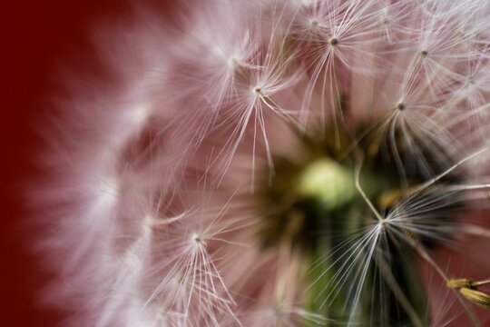 High-resolution close-up image of a dandelion with its seeds ready to be dispersed into the wind