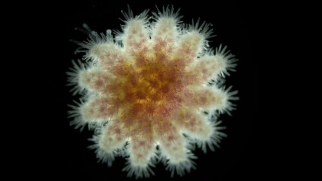 Young starfish Crossaster papposus under a microscope, Solasteridae family, phylum Echinodermata. It has 12 legs (rays). White Sea