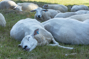 Sheared sheep