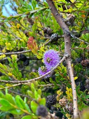 closeup of purple flower on tree branch surrounded by shrubbery