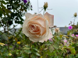 Beautiful rose in full bloom in a lush garden, with dew drops on its delicate petals