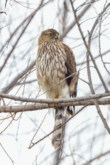 a hawk sitting on the branch of a tree in winter