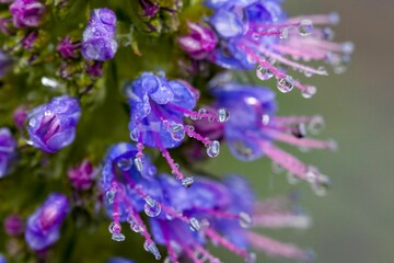 Obraz premium Close-up image of a purple Hyssopus flowers, covered in glistening droplets of water