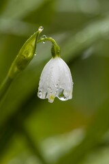 Close-up shot of a small white flower with water droplets on its leaves