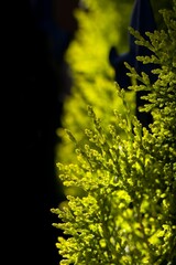 Obraz premium Vibrant green plant growing in a sun-drenched location, set in an outdoor environment