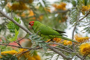 Closeup of a parrot, red masked parakeet perched on a lush green tree branch