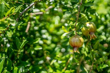 Closeup shot of unripe pomegranates on a vibrant green tree branch