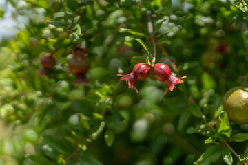 Closeup shot of unripe pomegranates on a vibrant green tree branch