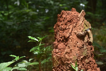 tree trunk with moss