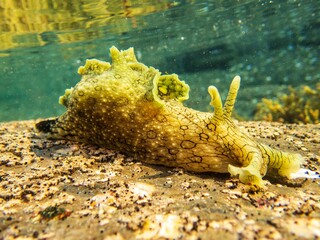 Of an Aplysia dactylomela in the water