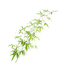 green bamboo leaves isolated on white background