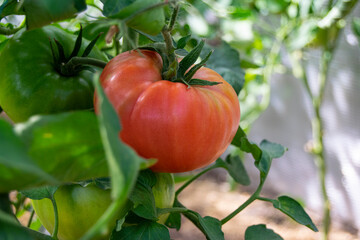 A red tomato hangs on a branch. The vegetable is ripe. Good harvest.