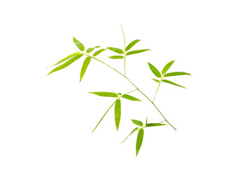 Fototapeta na wymiar green bamboo leaves isolated on white background
