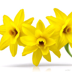 daffodil flower isolated on white