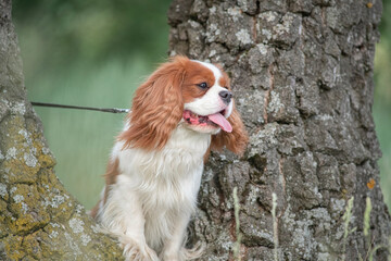 Portrait of a beautiful purebred Cavalier King Charles Spaniel near a tree in the forest.