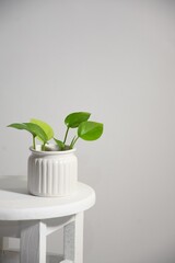 Vertical shot of a lush green potted plant on a white round stool