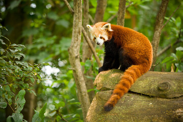 Red panda on the trunk