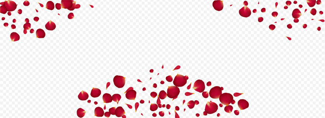 Beautiful Rose Japan Vector Panoramic Transparent