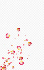 Pink Petal Fall Vector Transparent Background.