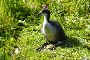 Young coot of this year (Fulica atra) Rallidae family. Hanover-Herrenhausen, Germany.