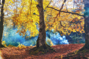 Autumn's Rustic Symphony: A Majestic Tapestry of Fallen Leaves