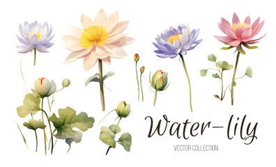 Water Lily Wedding Flower Clip Art Set - Watercolor Realistic Illustrations on White Background