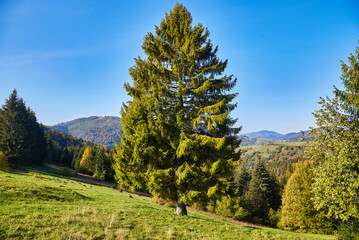 Fototapeta na wymiar Golden Autumn Serenade: Majestic Carpathian Peaks Embraced by Nature's Palette