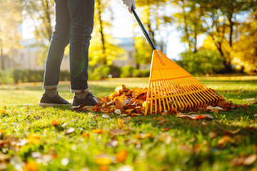 Cleaning up autumn fallen leaves. A pile of fallen leaves is collected with a rake on the lawn in...