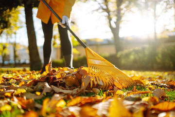 Cleaning up autumn fallen leaves. A pile of fallen leaves is collected with a rake on the lawn in...