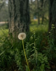 Vibrant dandelion growing in a lush field of verdant vegetation, with majestic trees in the backdrop