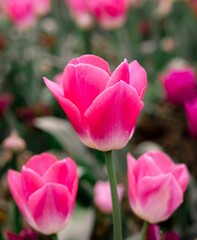 Dynamic mix of pink blooming tulips in the garden