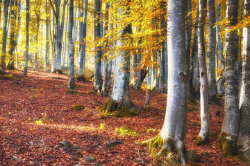 Fototapeta premium Autumn Serenity: Majestic Beech Forest Amidst Mountainous Terrain