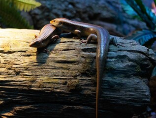 Close Up of 2 skinks resting under light