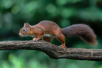 Eurasian red squirrel (Sciurus vulgaris)  on a branch. Noord Brabant in the  Netherlands. Green...