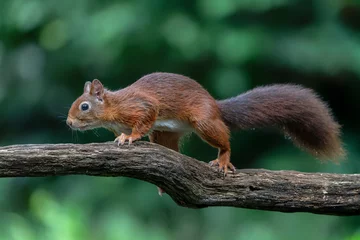 Foto auf Glas Eurasian red squirrel (Sciurus vulgaris)  on a branch. Noord Brabant in the  Netherlands. Green background.                                                        © Albert Beukhof