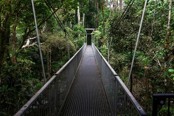 Walkway on the Mossman Gorge walking trail