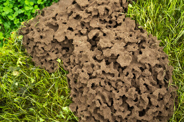 Above-ground ant nest with round shapes with structures of nature