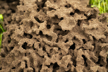 Above-ground ant nest with round shapes with structures of nature