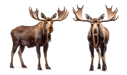 two moose standing, isolated background, png