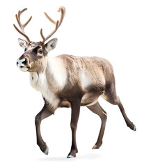 reindeer walking running isolated on white - obrazy, fototapety, plakaty