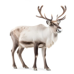Naklejka na ściany i meble reindeer side profile view isolated background