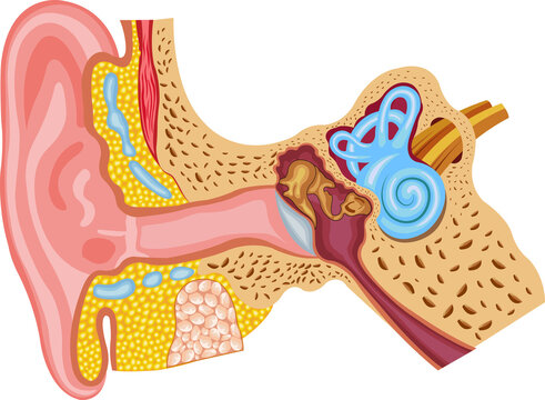 Anatomy of the ear includes the outer, middle, and inner ear which are responsible for hearing and balance