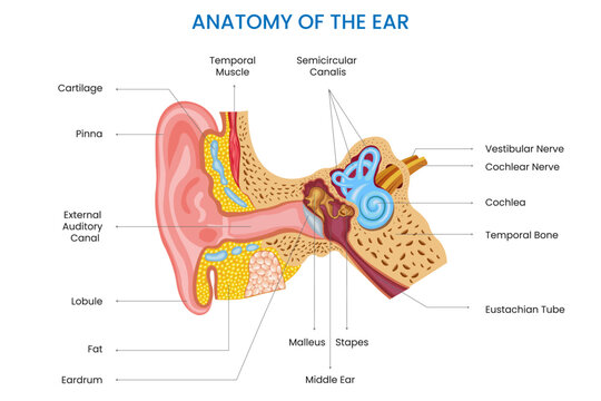 Anatomy of the ear includes the outer, middle, and inner ear, each with specialized structures that function together for hearing and balance.