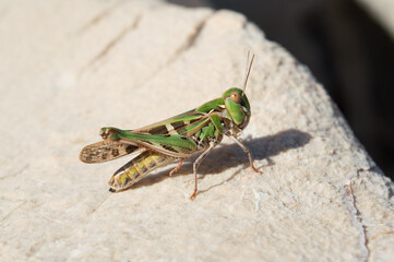 Green Handsome Cross Grasshopper, Oedaleus decorus, on a white rock by the sea, in Dalmatia, Croatia