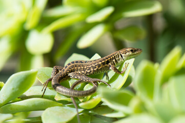 Common wall lizard, Podarcis muralis, sunbathes on the succulent leaves