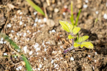 Small green plant growing in the garden